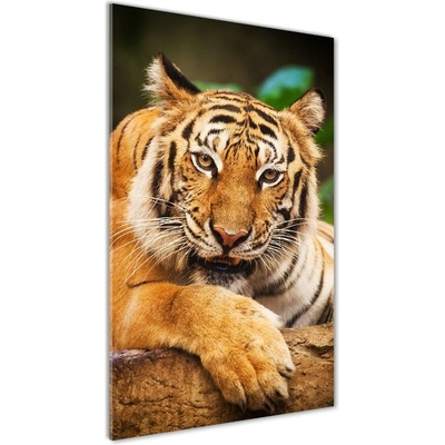 Vertikálny foto obraz sklenený Bengálsky tiger 50x100 cm