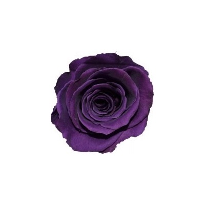 Hlavy ruží - mini 12 ks Purple - fialová