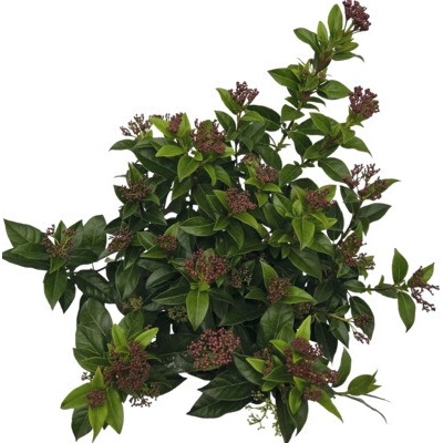 Kalina modroplodá FloraSelf Viburnum tinus květináč 2 l