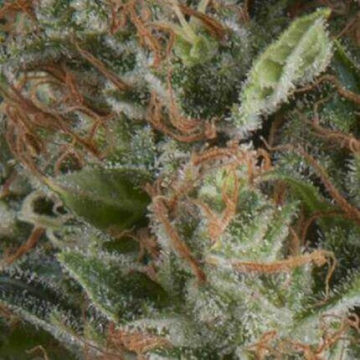 Pyramid Seeds Auto Wembley semienka neobsahujú THC 50 ks