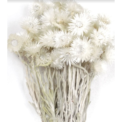 Sušená kytice Capblumen natural, 50 g, bílá