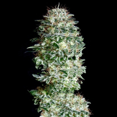 Absolute Cannabis Seeds Absolute Herer semienka neobsahujú THC 1 ks