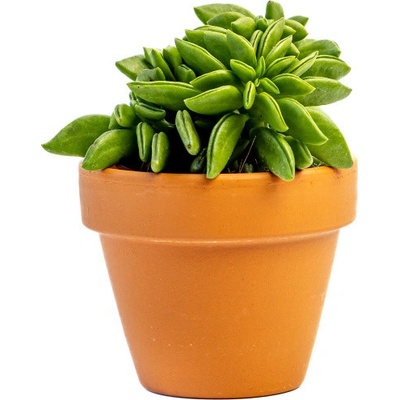 Gardners Peperomia Happy-Bean tanz, průměr 5,5 cm Peperomie, pepřinec