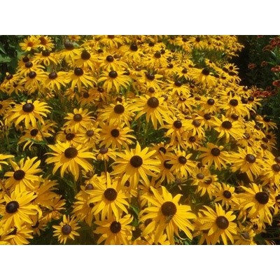 Rudbekia Goldblitz - Rudbeckia, kont. 1 l