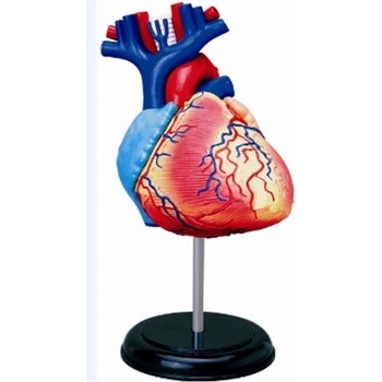 HM Studio Anatomie člověka srdce