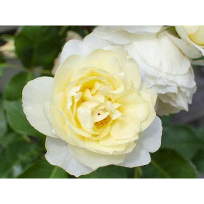 Ruža popínavá Crazy in Love Vanilla, výška 50-60 cm, kvetináč 15 cm