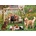 Cobble Hill - Puzzle Doggie Daycare - 500 piese