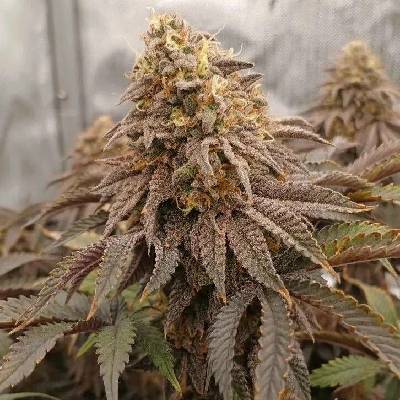 Fast Buds Papayton semena neobsahují THC 3 ks