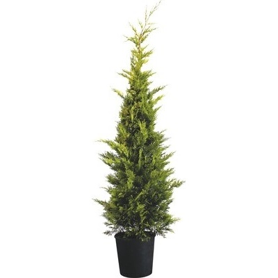 Cyprusovec leylandský žltý FloraSelf Cupressocyparis leylandii 'Gold Rider' 150-170 cm kvetináč 15 l