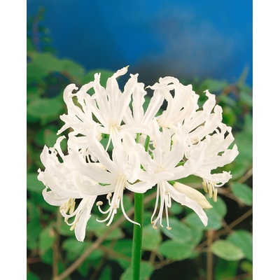 Nerine 'Bowdenii Albumy' 2 ks