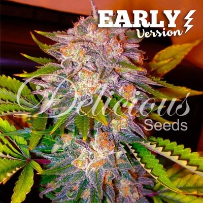 Delicious Seeds Caramelo Early Version semena neobsahují THC 3 ks