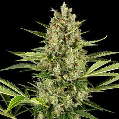 Sensi Seeds Jack Herer Automatic semienka neobsahujú THC 10 ks