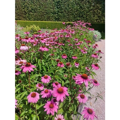 GREENBOSS FLOWER Třapatkovka nachová 'Echinacea purpurea' Průměr květináče: 9 až 12 cm – Zboží Dáma