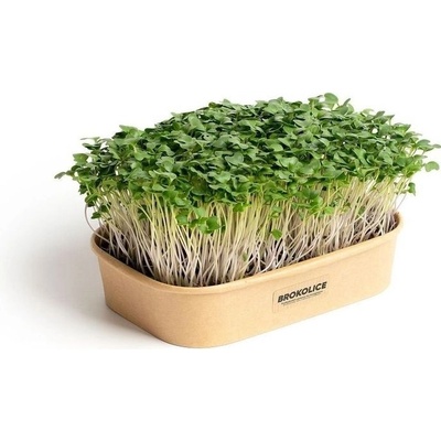 Sada pro domácí pěstování microgreens – Brokolice Calabrese