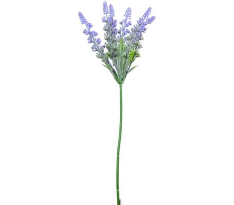 KS LEVANDUĽA 30CM