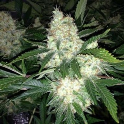 Phoenix Seeds AK27 Express AUTO semena neobsahují THC 5 ks