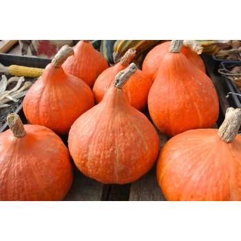 Image 1 of Seklos Тиква Потимарон Potimarron