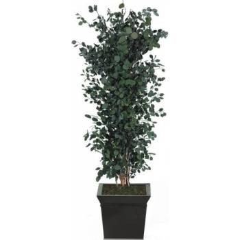 Populus tree 130 cm