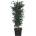 Populus tree 130 cm