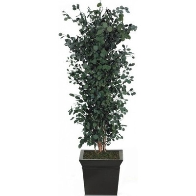 Populus tree 130 cm