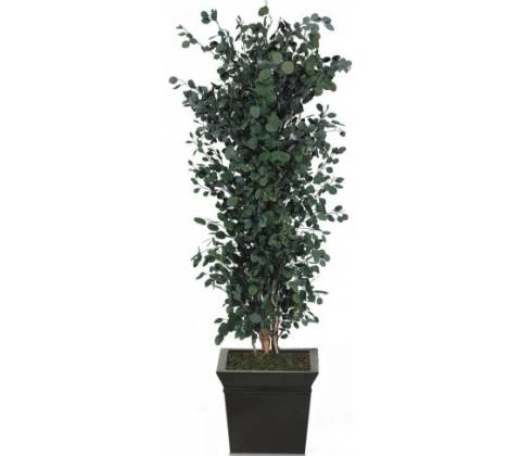Populus tree 240 cm