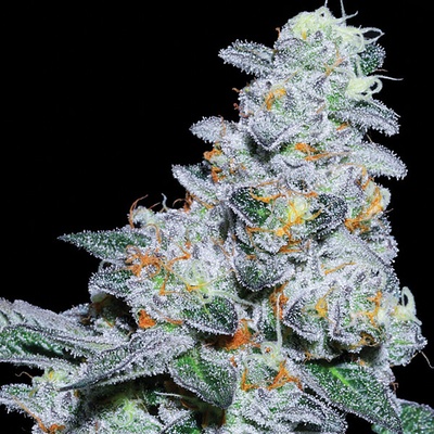 Anesia Seeds Captain Future semienka neobsahujú THC 3 ks