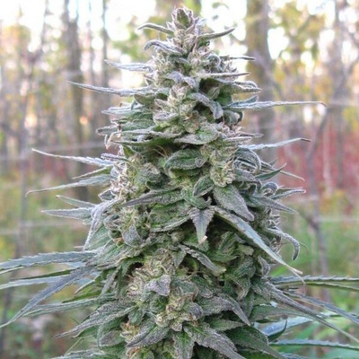 KC Brains Seeds Leda Uno regular semienka neobsahujú THC 5 ks