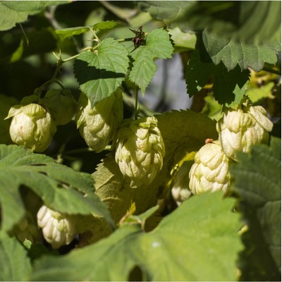 Chmeľ otáčavý - Humulus lupulus - predaj semien - 8 ks