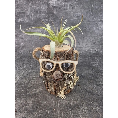 Tillandsia v pařezu, nenáročná dekorace