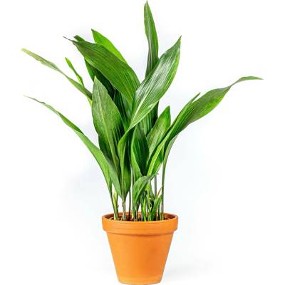Gardners Aspidistra Elatior, průměr 13-14 cm Kořenokvětka