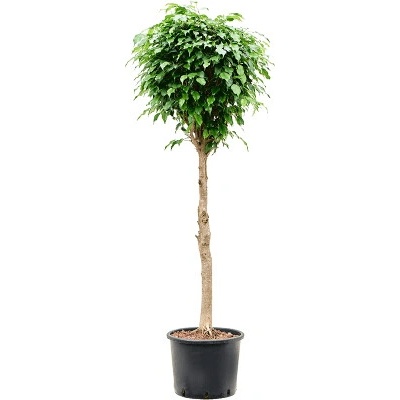 Ficus benjamina Danielle Stem 30/26 v.150 cm