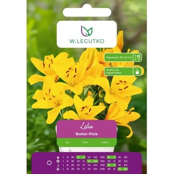 W. Legutko Лилия Масло Pixie жълто 1 бр