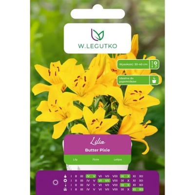 W. Legutko Лилия Масло Pixie жълто 1 бр