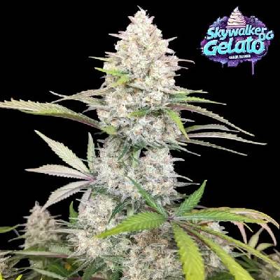 Ganja Farmer Skywalker OG Gelato Auto semienka neobsahujú THC 5 ks