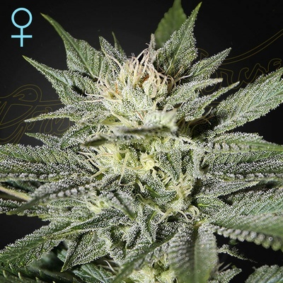 Green House Seed King´s Kush CBD semienka neobsahujú THC 5 ks