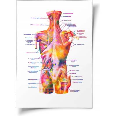 žiadna značka Anatomická tabuľa človeka chrbát zadná strana latinsky plagát lekársky 70x50 cm