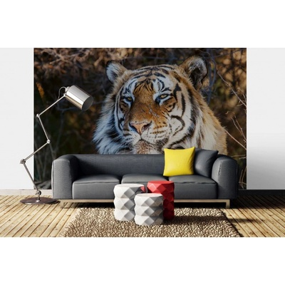 Dimex MA-5-0597 Samolepicí vliesová fototapeta na zeď Majestátní tygr rozměry 375 x 250 cm