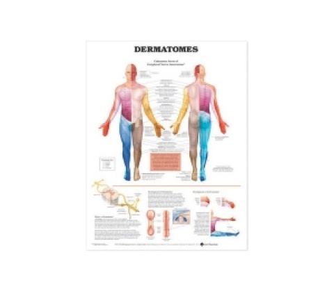Dermatomes Anatomical Chart