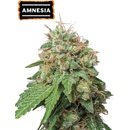 Seedstockers Amnesia Auto semena neobsahují THC 25 ks