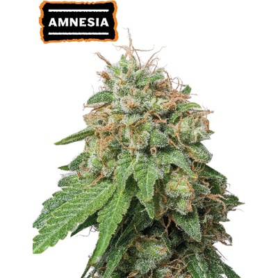 Seedstockers Amnesia Auto semena neobsahují THC 25 ks