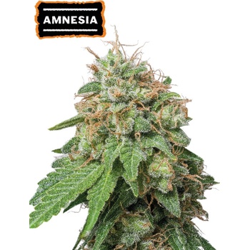 Seedstockers Amnesia Auto semena neobsahují THC 25 ks