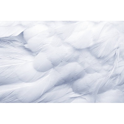 Plakát, Obraz - Goose Feathers Background, pixonaut, 40 × 26.7 cm