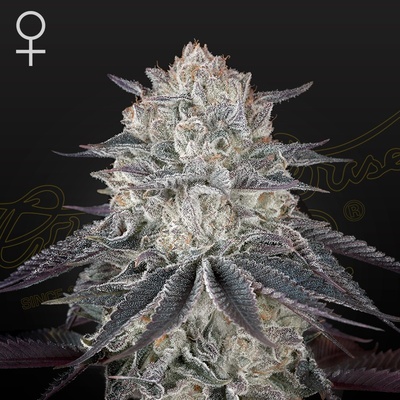 Green House Seeds Fullgas semena neobsahují THC 10 ks