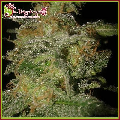 Dr. Krippling Seeds Incredible Bulk AUTO semena neobsahují THC 10 ks