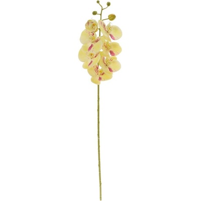 KS ORCHIDEA PHALAENOPSIS BLEDO ŽLTÁ, RUŽOVÝ MELÍR 73CM