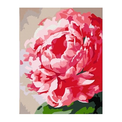 Rosa - Malování podle čísel Květina pivoňka 35 x 45 cm – Zbozi.Blesk.cz