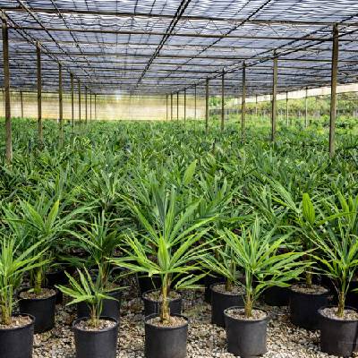 Palma konopná (Trachycarpus fortunei) - výška 60-80 cm, výška kmeňa 10-15 cm, kont. C10L (-17°C)
