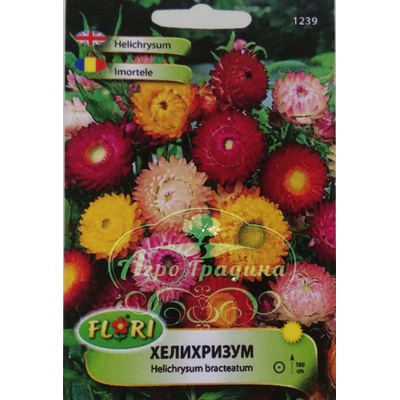 Флориан Хелихризум