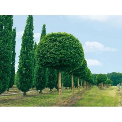 Javor mliečny (Acer platanoides) ‘GLOBOSUM’ - výška 120-130 cm, kont. C5L - NA KMIENKU