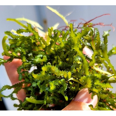 Caulerpa serrulata - Sawtooth algae